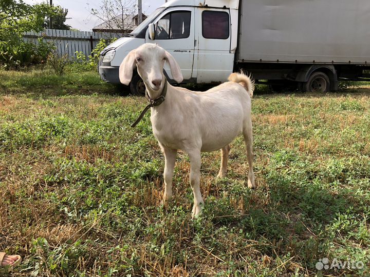 Нубийские козочки