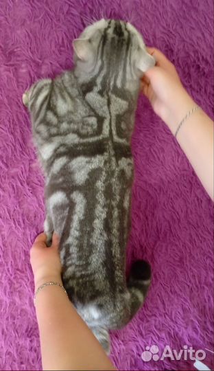 Вязка) британский кот