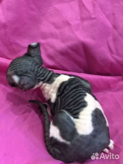 Котята сфинкс эльф