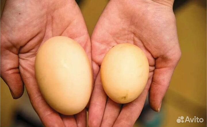 Яйцо двухжелтковое куриное фермерское