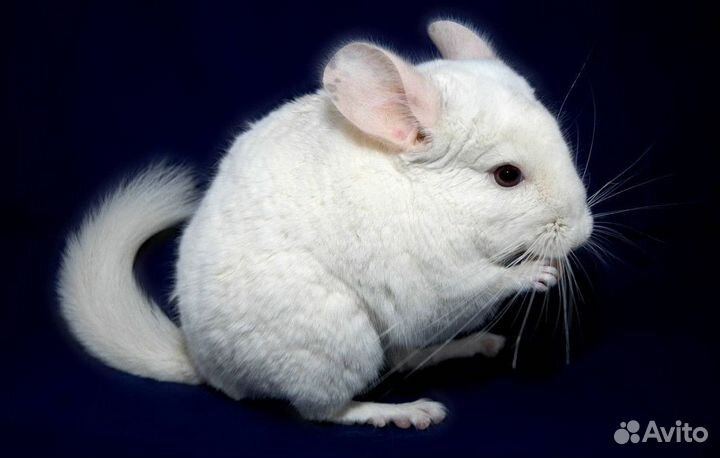 Шиншилла Белая