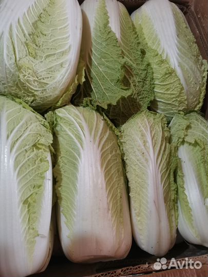 Пекинская капуста