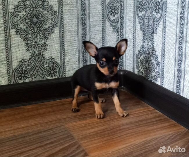 Мини той-терьер щенки