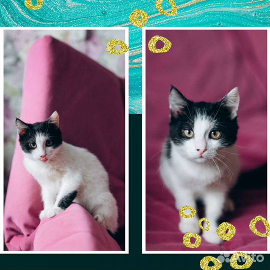 Котенок ищет дом