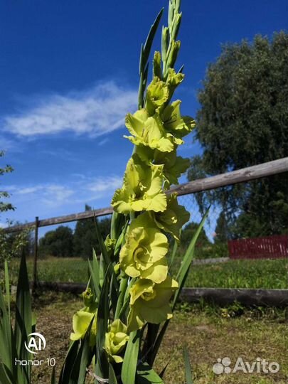 Гладиолусы