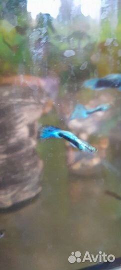 Гуппи голубые чистые линии