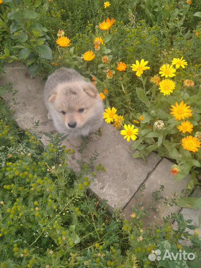 Собаки щенки маленькой породы