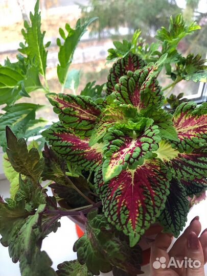 Колеусы 1 альбом