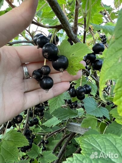 Черная смородина ягода свежая