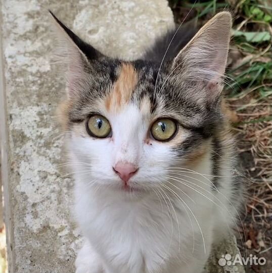 Пушистая трехцветная красавица