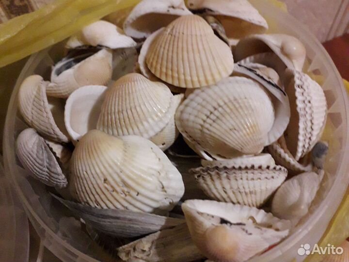 Морские ракушки раковины
