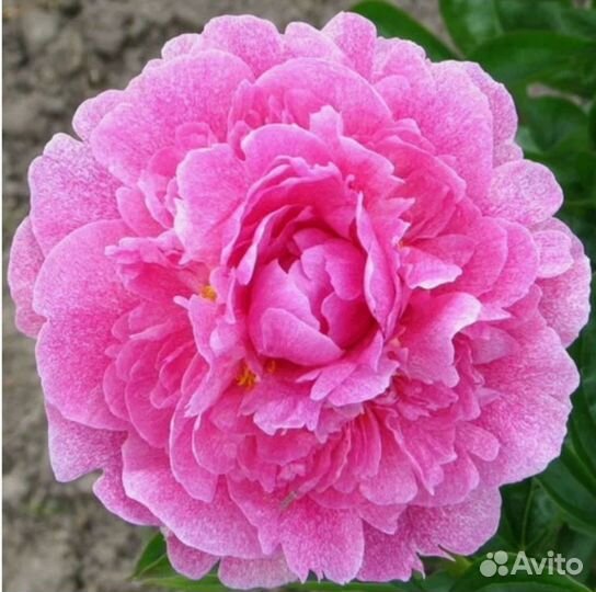 Пион The Fawn (Зе Фаун)