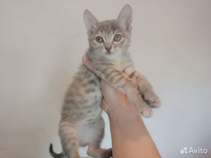 Кошки в добрые руки