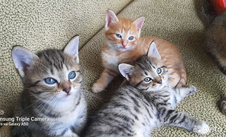 Котята в добрые руки