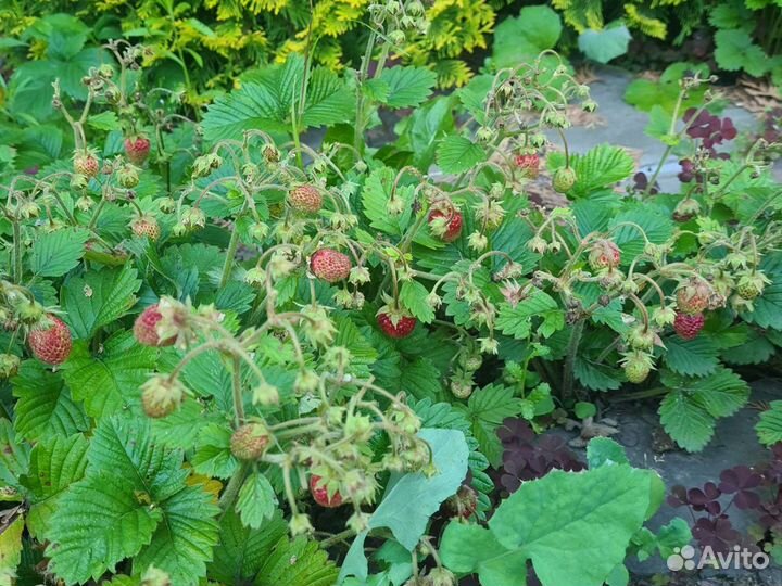 Туя-Колумна,Europe golg;Клубника луговая, Полуница