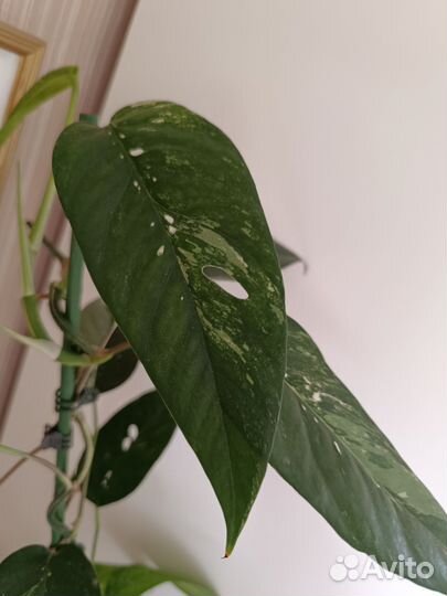 Эпипремнум пиннатум вайт