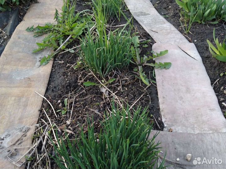 Лук многолетний