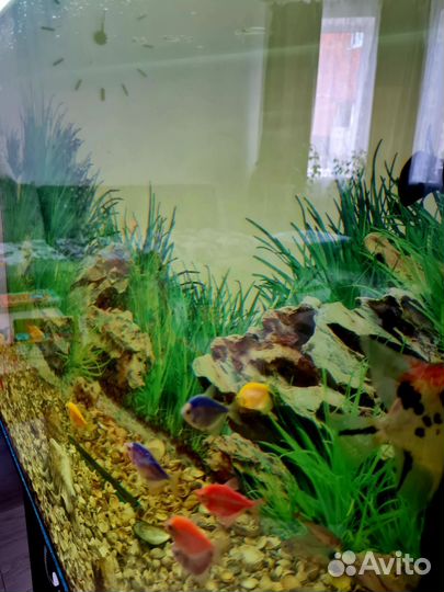 Аквариум 150 л с тумбой, рыбки, аксессуары