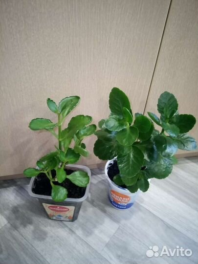 Каланхоэ цветущий