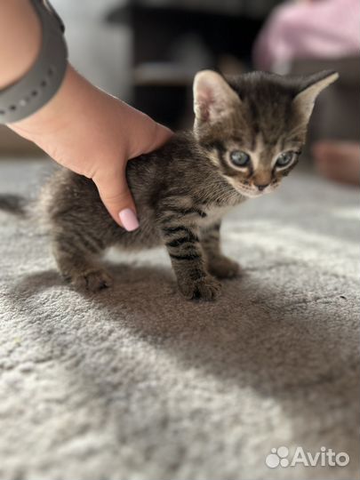 Котята