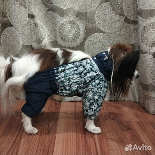 Одежда для маленьких собак