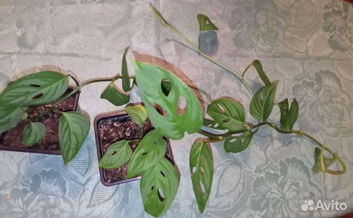 Монстера манки