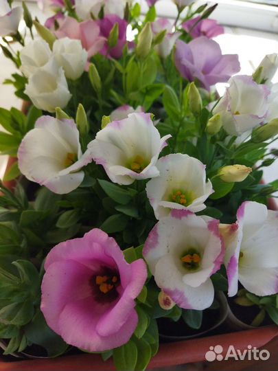 Эустома Пеларгония