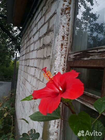 Гибискус красный махровый ипростой