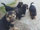 Продам щенков восточно европейской овчарки объявление продам