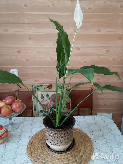 Спатифиллум