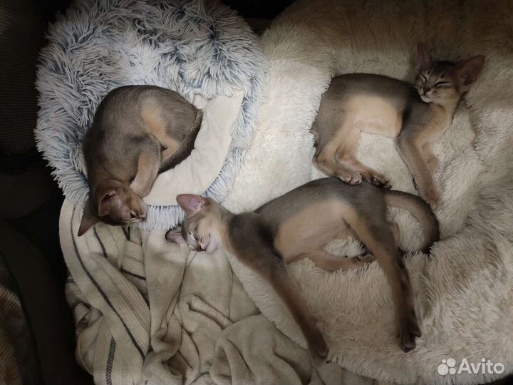 Абиссинские котята голубые