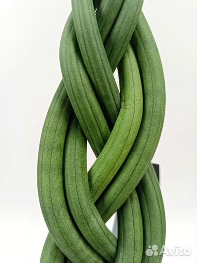 Сансевиерия цилиндрика косичка