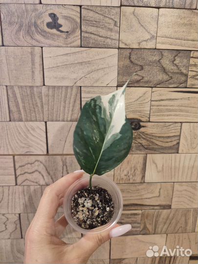 Эпипремнум пиннатум вариегатный, Себу блю