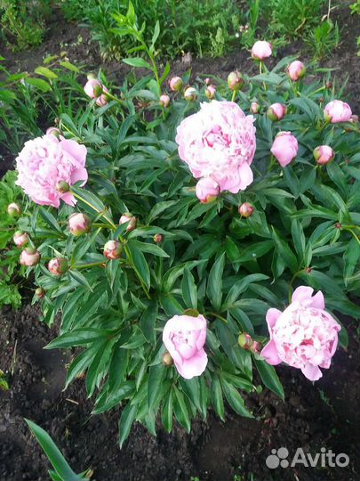 Пионы розовые