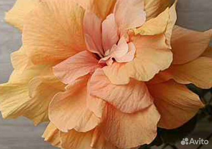 Гибискус и другое