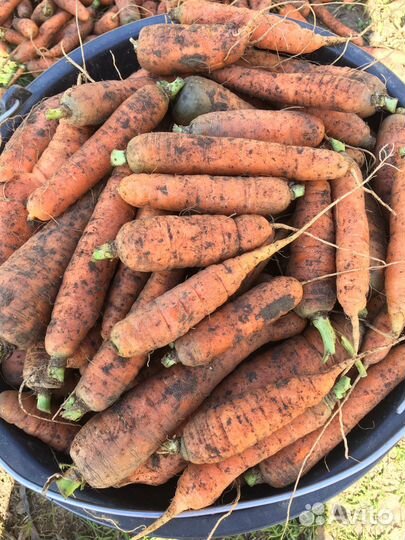 Морковь,свекла,горлодёр,ягода замороженная свежая