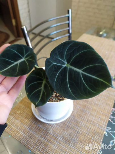 Алоказия блек вельвет