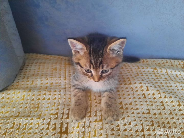 Котята в дар бесплатно