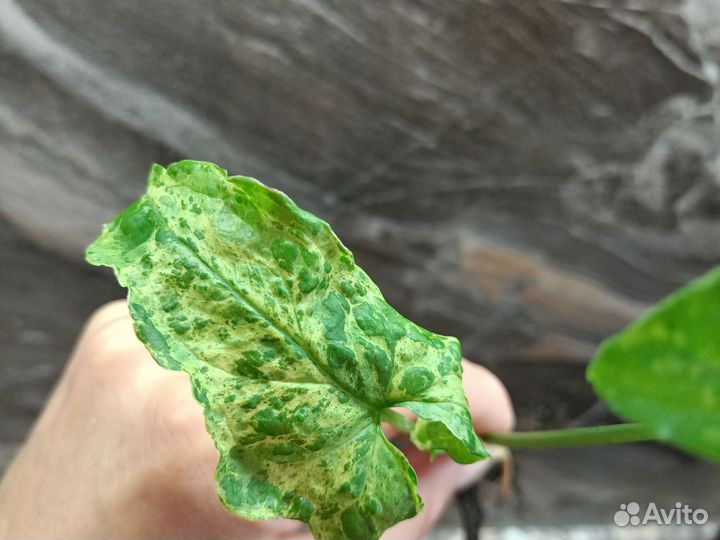 Фикус Мокламе, филодендрон гигантум вариегатный