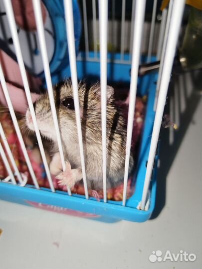 Джунгарские хомячки