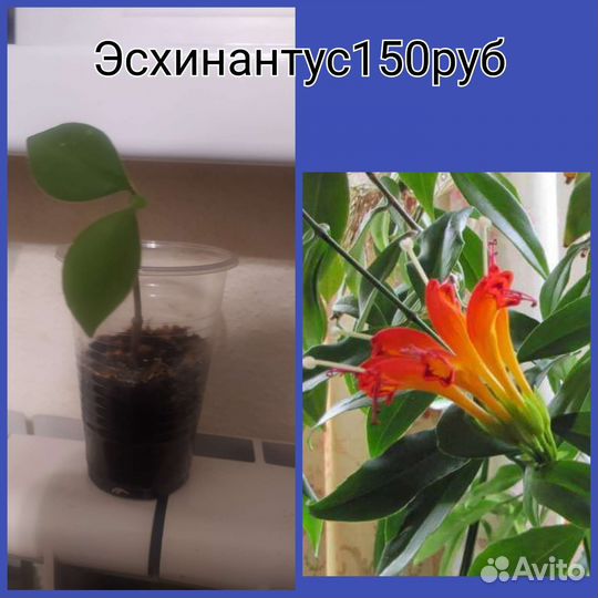 Цветы комнатные.Продажа, обмен