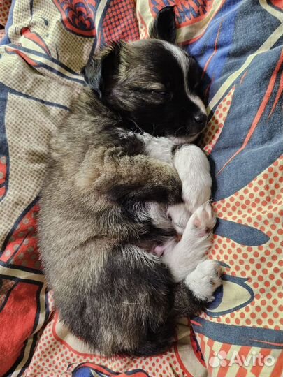 Мини щеночек