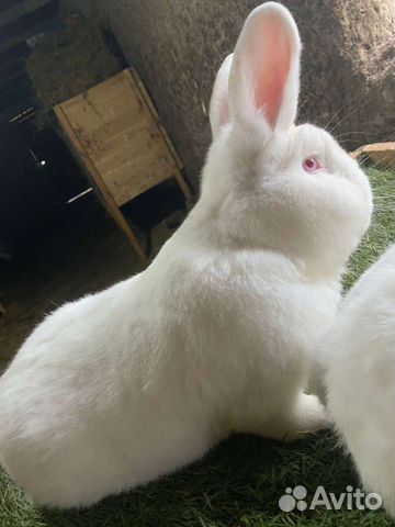 Кролики новозеландские белые объявление продам