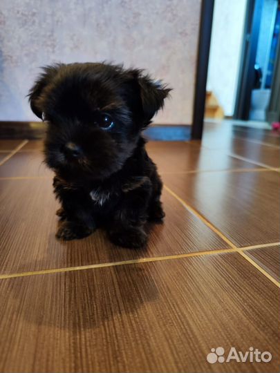 Йоркширский терьер мини