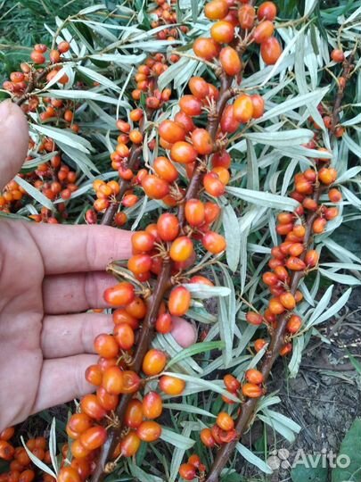 Облепиха ягоды