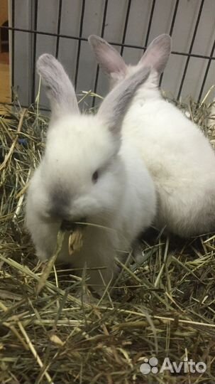 Кролики мясных пород