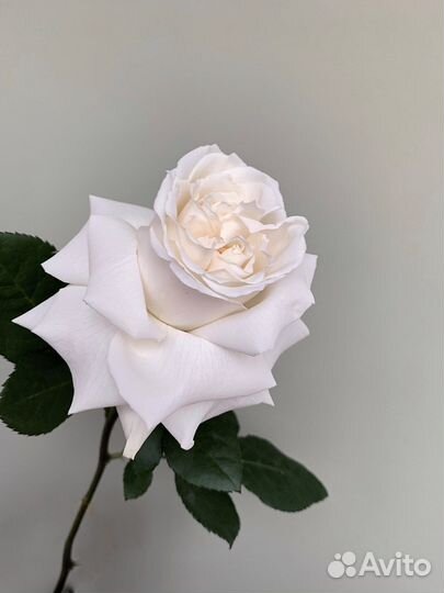 Букет Моно Букет из Роз, Розы с доставкой тюмень