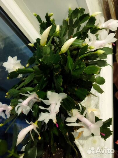 Шлюмбергера (декабрист) белая