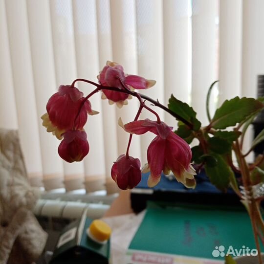 Каланхоэ Мангина Wendy Sunny Balloon