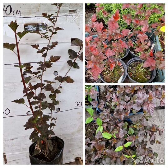 Пузыреплодник